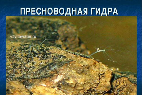 Кракен зеркало сегодня